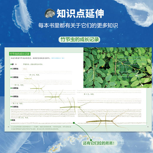 生命的故事（第四辑）（共12册）科普绘本 摄影绘本 商品图6