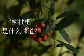 瓜馥木：一种可以吃的野果 | 植物小课堂010