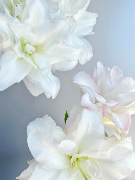 冰美人重瓣百合【你是微弱星光，却胜过芸芸众生】简小姐精选双色重瓣百合 冰美人 2件顺丰冷链包邮 下单5天发货 商品图3