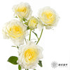 多头玫瑰 | 阿莫尼如 商品缩略图2