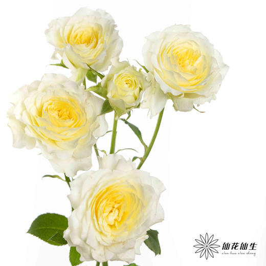 多头玫瑰 | 阿莫尼如 商品图2