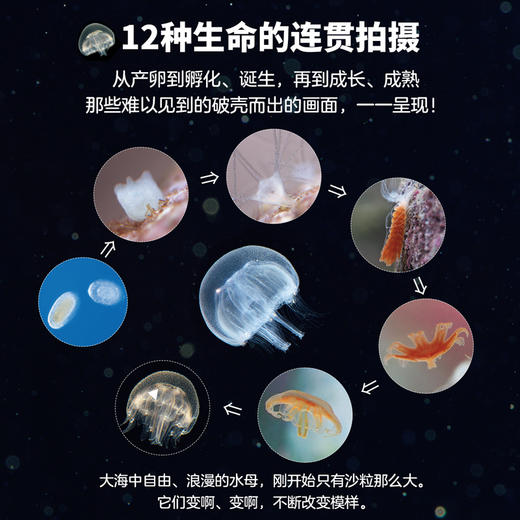 生命的故事（第四辑）（共12册）科普绘本 摄影绘本 商品图4