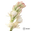 配花 | 晚香玉白色 商品缩略图2