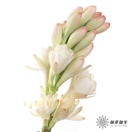 配花 | 晚香玉白色 商品图2