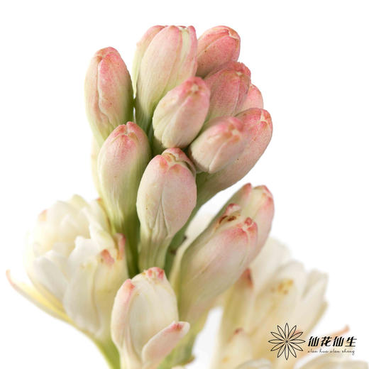 配花 | 晚香玉白色 商品图3