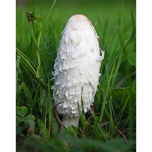 寻径林间：关于蘑菇和悲伤（自然文库） 商品图3