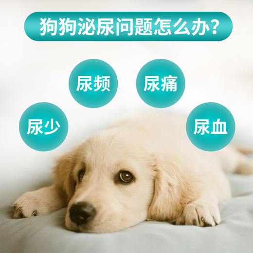 汉维宠仕【犬用】优泌可宠物狗狗泌尿保健 商品图2