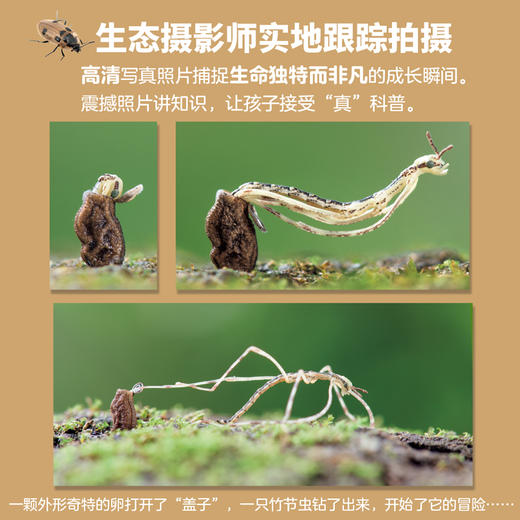 生命的故事（第四辑）（共12册）科普绘本 摄影绘本 商品图3