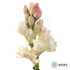 配花 | 晚香玉白色