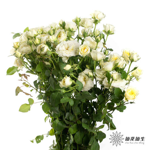 多头玫瑰 | 阿莫尼如 商品图6