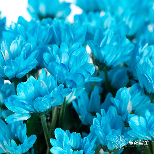 小菊 | 染色小菊天蓝色 商品图3