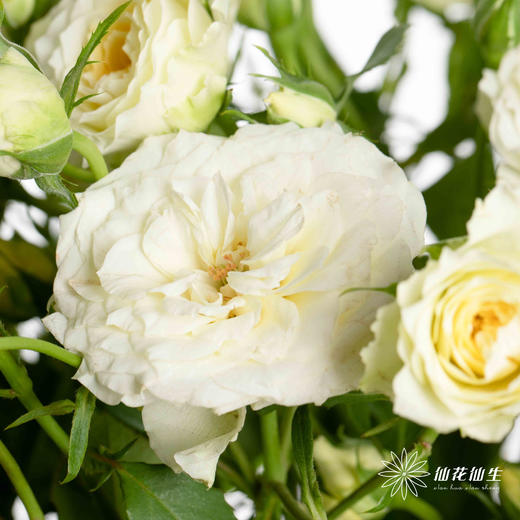 多头玫瑰 | 阿莫尼如 商品图4