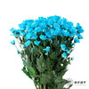 小菊 | 染色小菊天蓝色 商品缩略图4