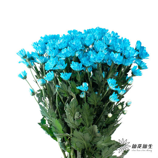 小菊 | 染色小菊天蓝色 商品图4