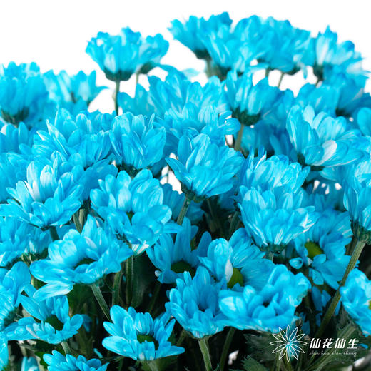 小菊 | 染色小菊天蓝色 商品图2