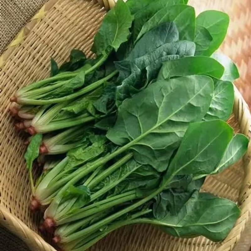 高山菠菜（300g）