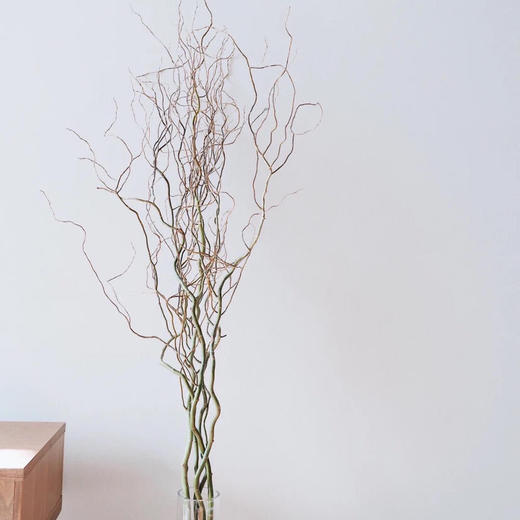 青龙柳 商品图3