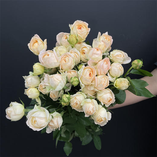 艾可多头玫瑰5支 商品图6