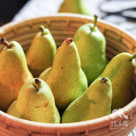 生态巴梨  | 合作生产*Ecological Bartlett | Coproducted 商品图5