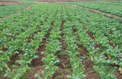 HG萝卜干1000克（仅限湖北省内） 商品图4