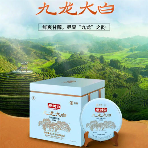 2022中茶蝴蝶白茶5955九龙大白茶饼300g 商品图0