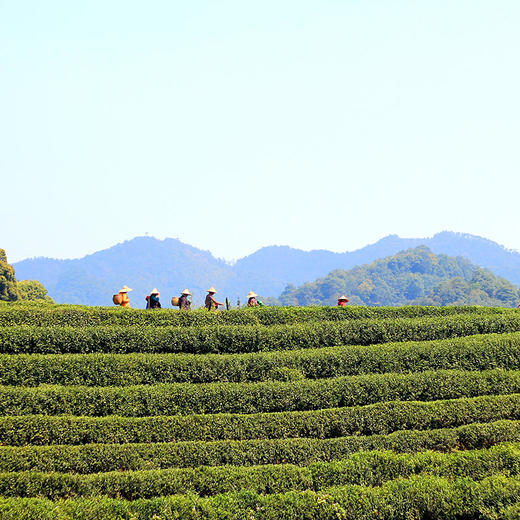 【预售】清淡茶香唇齿间的龙井茶糕 200g 商品图7