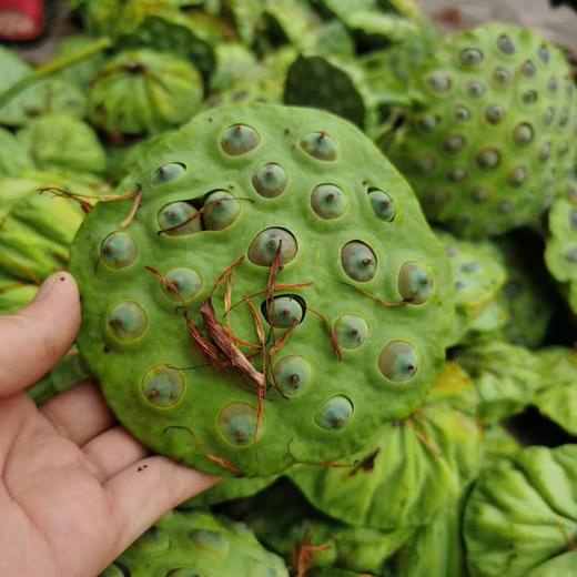 强效排湿组合！莲子+芡实+薏米【莲花姐姐/百乡惠】手工白莲 干吃满口清香 冷水炖煮粉糯香甜 200g罐装/500g袋装任选 商品图2