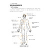 标准经络穴位技法图谱 商品缩略图3