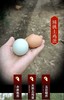 HG土鸡蛋（仅限湖北省内） 商品缩略图1