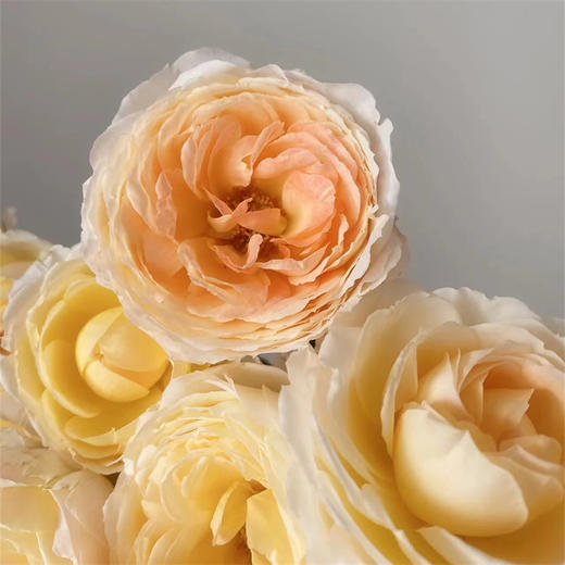 艾可多头玫瑰5支 商品图2