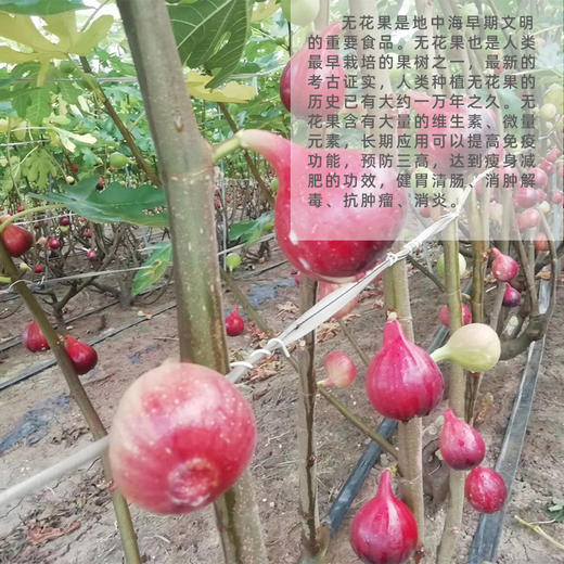 HG无花果干500克（仅限湖北省内） 商品图8