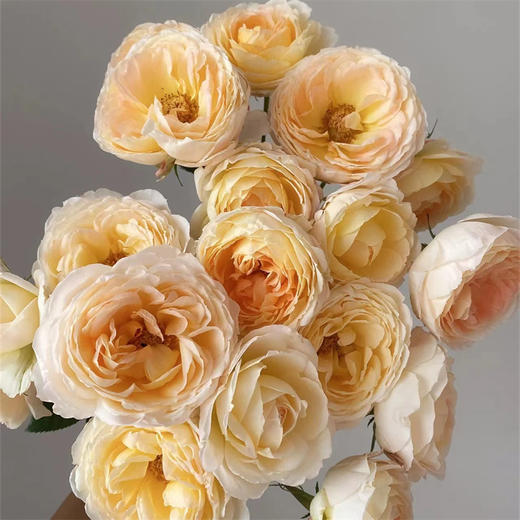 艾可多头玫瑰5支 商品图1