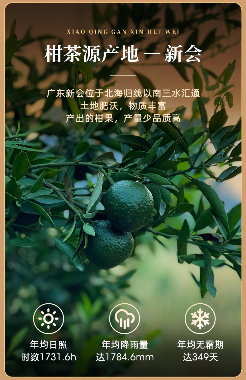 优选艺福堂茶叶新会小青柑普洱茶陈皮普洱熟茶青柑230g