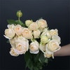艾可多头玫瑰5支 商品缩略图4
