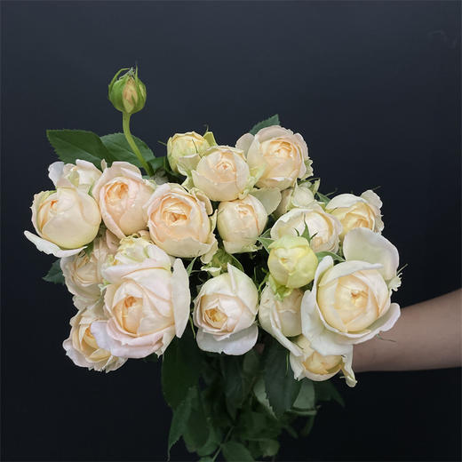 艾可多头玫瑰5支 商品图4