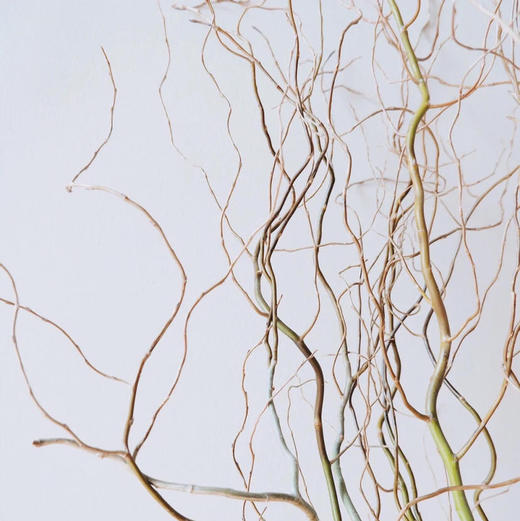 青龙柳 商品图2