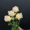 艾可多头玫瑰5支 商品缩略图5