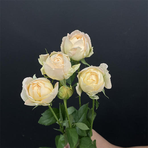艾可多头玫瑰5支 商品图5
