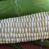 生态甜玉米&甜糯玉米（河北） | 合作生产*Eco-Sweet corn | Coproduction 商品缩略图5