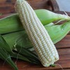 生态甜玉米&甜糯玉米（河北） | 合作生产*Eco-Sweet corn | Coproduction 商品缩略图7