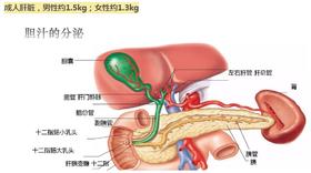 3.肝脏是个哑巴器官，但它很重要
