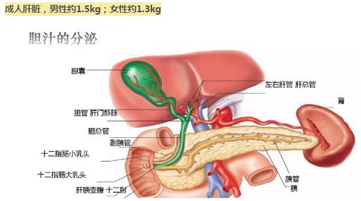 3.肝脏是个哑巴器官，但它很重要 商品图0