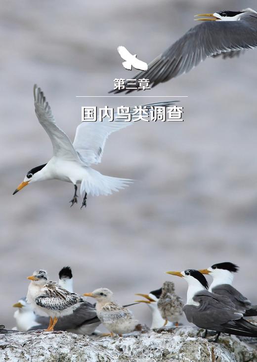 守望飞羽——中国观鸟故事 商务印书馆 商品图1