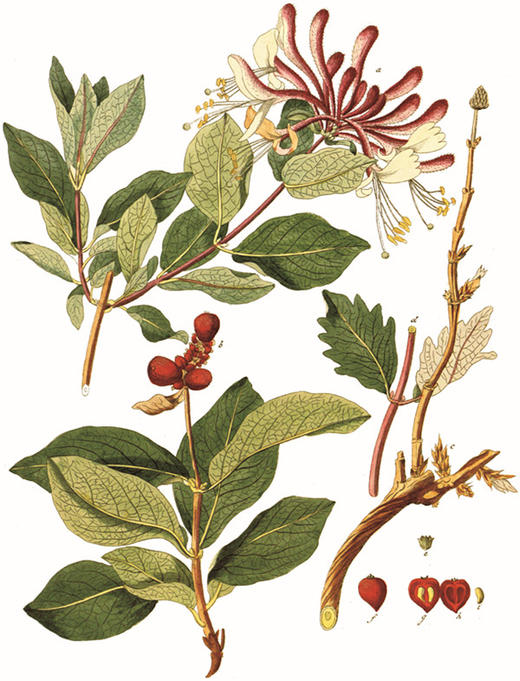 莎士比亚的花园 【英】西德尼·比斯利   商务印书馆 商品图4