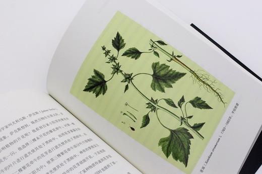 植物的身体（北大植物书系） 商品图9