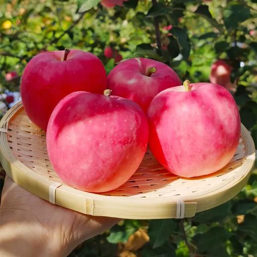 静宁玫瑰富士1000g/份 商品图1