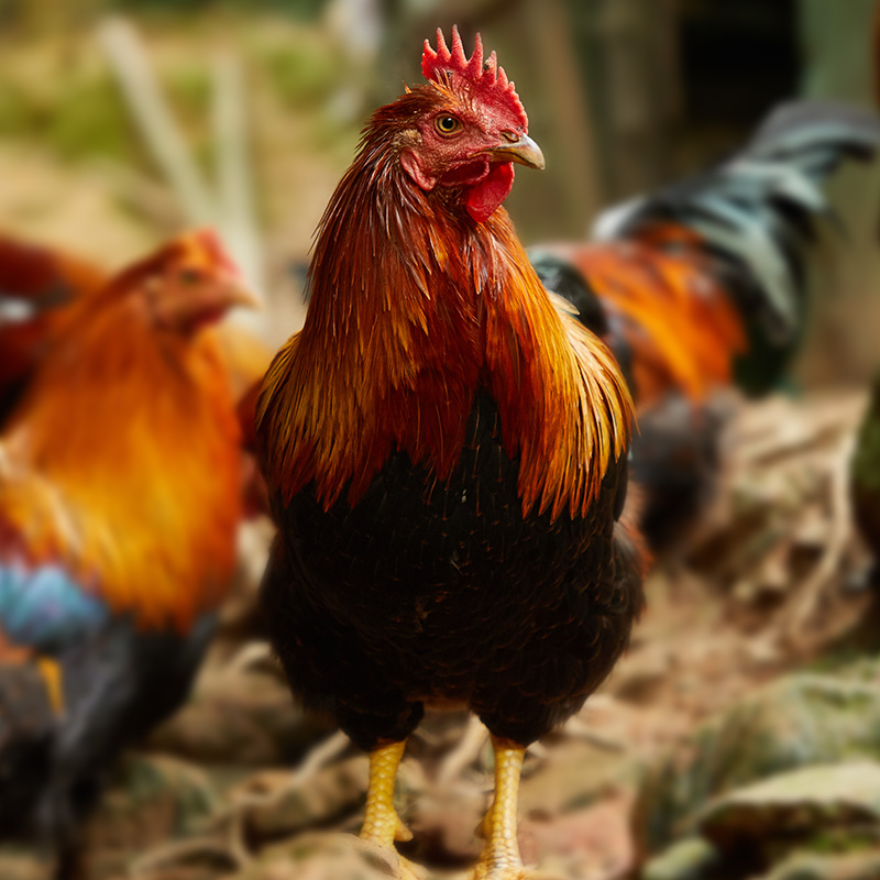 八乡农嫂高山散养扇鸡（阉鸡）