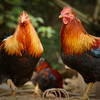 八乡农嫂高山散养扇鸡（阉鸡） 商品缩略图1