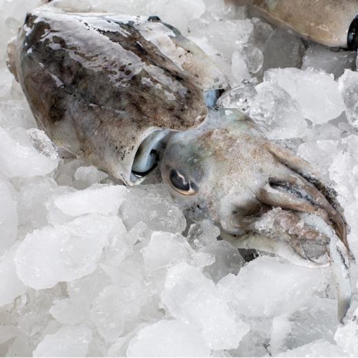 至鲜墨鱼400g/只  乌贼墨斗鱼 厚实脆嫩 爽口鲜甜 商品图4