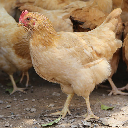 八乡农嫂散养150-220天以上的泉水鸡、当天现杀锁鲜（整只配送）原汁原味 商品图1